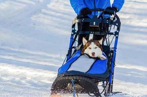 divertidos perros husky siberianos en arnés. competición de carreras de trineos tirados por perros. desafío de campeonato de trineo en el frío bosque de invierno. foto