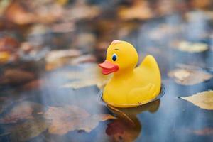 Autumn duck toy in puddle with leaves photo