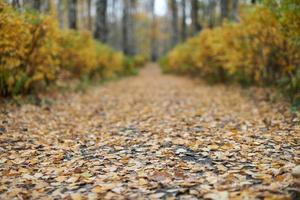 camino del parque de otoño foto