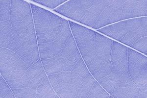 textura de hoja macro coloreada púrpura con una hermosa factura de relieve de la planta, foto macro de primer plano