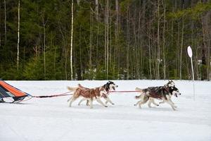 Husky sled dog racing photo