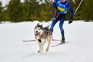 Skijoring dog sport racing photo