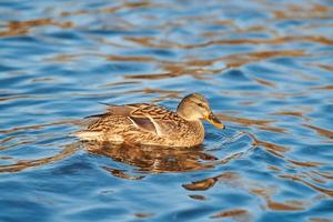 Female mallard duck in water, close up photo