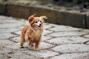 Cute long haired Chihuahua dog walking down street, little doggy raised one paw and looking to right photo