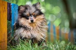 cachorro pomerania spitz en el jardín foto