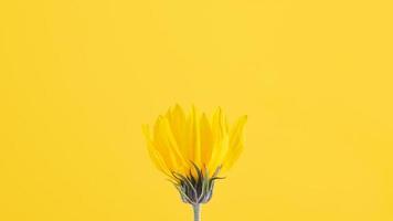 Yellow flower bud of topinambur on yellow background, top copy space, blurred yellow flower photo