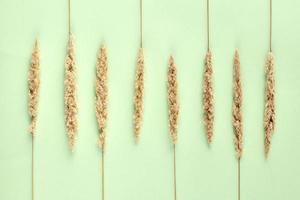 Dry reed grass on light green background, eight yellow parallel dry grass flat lay top view photo