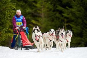 carreras de perros de trineo husky foto