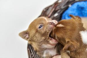 Two Chihuahua puppies playing in basket photo