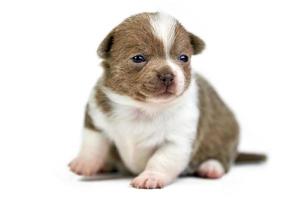 Chihuahua puppy on white isolated background photo