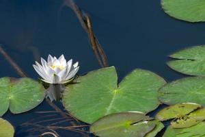 Water lily flower in city pond. Beautiful white lotus with yellow pollen. National symbol of Bangladesh. photo