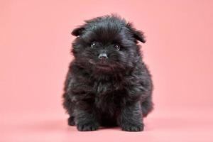 Pomeranian Spitz puppy on pink background photo