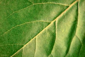 Macro green leaf texture with beautiful relief facture of plant, close up macro photo of pure nature