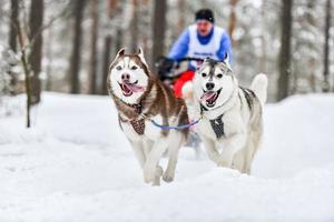 carreras de perros de trineo husky siberiano foto