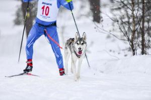 competencia de skijoring de perros foto