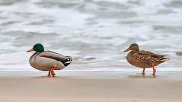 Two mallard ducks walking near sea water, breakup concept photo