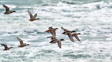 patos reales volando sobre el agua de mar, paisaje marino foto