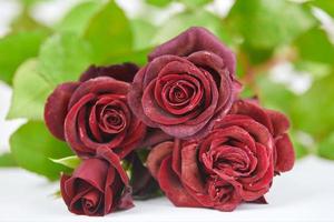 Bouquet of red roses with water drops on white background photo