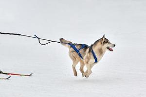 Skijoring dog sport racing photo