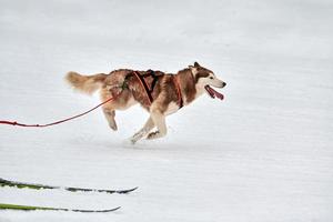 Skijoring dog sport racing photo