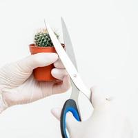 Hands cutting thorn of cactus photo