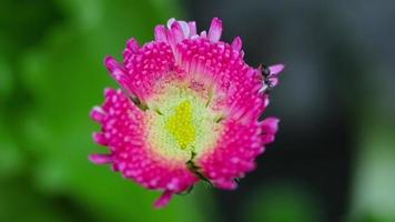 flor sobre un fondo borroso de cerca. hormiga negra se arrastra sobre una flor de aster rosa en el jardín video