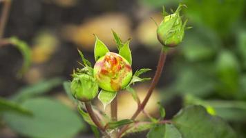 Unblown rose buds in a summer garden, top view video