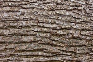 texture of tree bark close-up. The rough skin of an old tree. photo