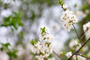 White flowers on trees with copy space. Branches of a blossoming tree. photo