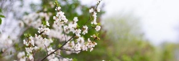Panorama of flowering trees in the spring season. White flowers on tree branches with copy space. photo