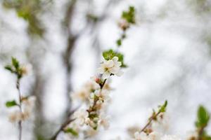 White flowers on trees with copy space. Branches of a blossoming tree. photo