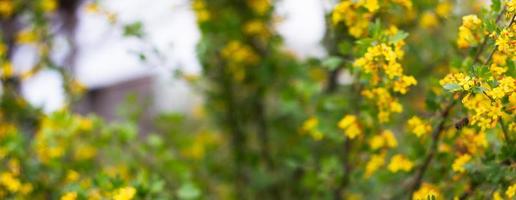 flowering bushes in springtime panoramic view. Place under your unique text. photo