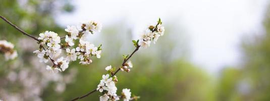Panorama of flowering trees in the spring season. White flowers on tree branches with copy space. photo