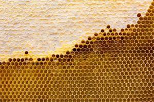 honeycomb with a honey texture. . Background texture and drawing of a section of wax honeycomb from photo