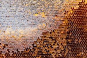 honeycomb with a honey texture. . Background texture and drawing of a section of wax honeycomb from photo