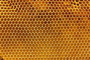 empty honeycomb frame, close-up texture of the honeycomb. photo