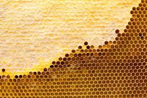 honeycomb with a honey texture. . Background texture and drawing of a section of wax honeycomb from photo