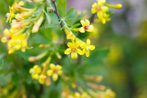 blooming black currant closeup. Spring season. Fragile yellow flowers. photo