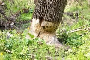 mordido por un árbol castores. los castores dañan el bosque. silvicultura foto