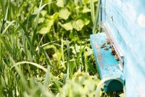 Bees fly out of Ulick on a Sunny day. Bees bring honey to the evidence close up photo