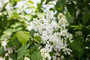 a sprig of white lilac outdoors. May flowers. Spring gentle background photo