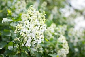 una ramita de lila blanca al aire libre. flores de mayo. fondo suave primavera foto