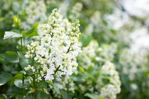 a sprig of white lilac outdoors. May flowers. Spring gentle background photo