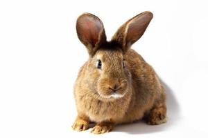 pequeño conejo rojo esponjoso aislado sobre fondo blanco. liebre para el primer plano de pascua. foto