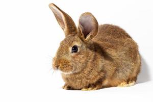 pequeño conejo rojo esponjoso aislado sobre fondo blanco. liebre para el primer plano de pascua. foto