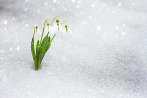 snowdrops in early spring from under the snow with a place for the inscription. photo