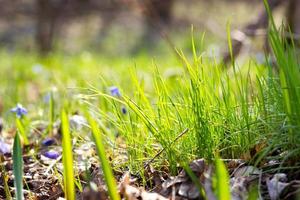 the first green grass in the spring forest . Young green grass photo
