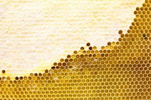 honeycomb with a honey texture. . Background texture and drawing of a section of wax honeycomb from photo