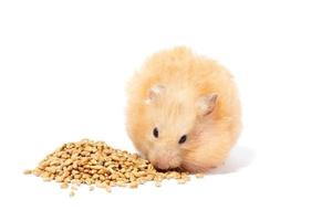 big fluffy red hamster eats grain, isolate photo