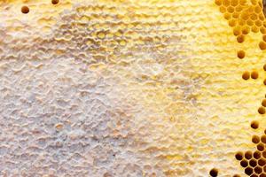 honeycomb with a honey texture. . Background texture and drawing of a section of wax honeycomb from photo